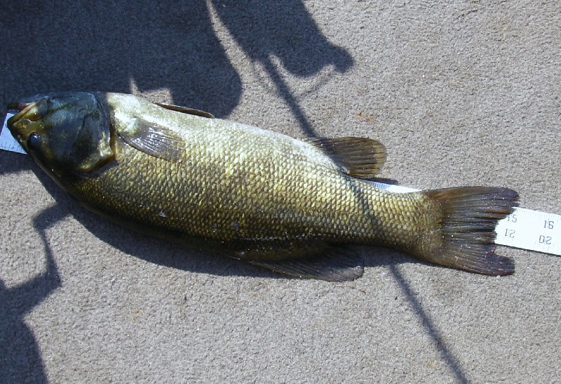 Good Smallie