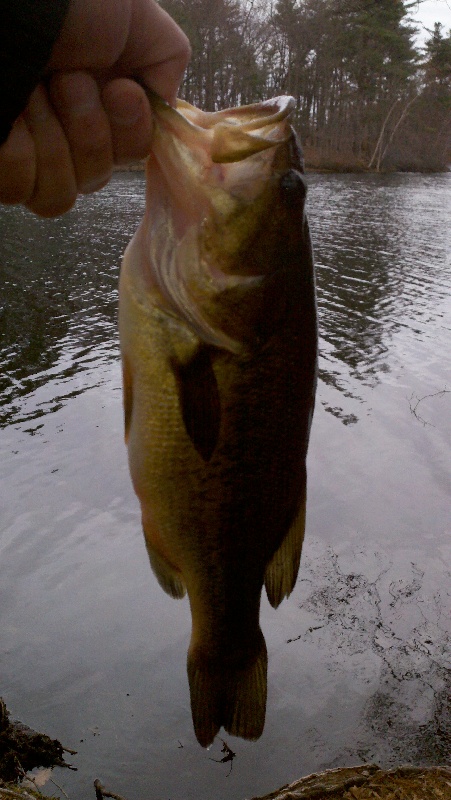 My first official Largemouth