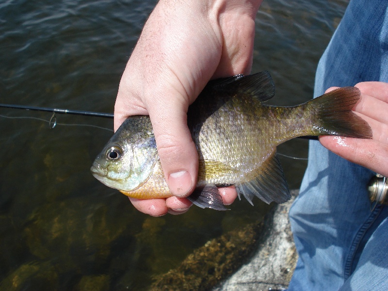 One of my sunfish