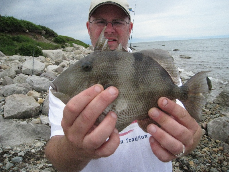 gooseberry neck/island Grey Triggerfish